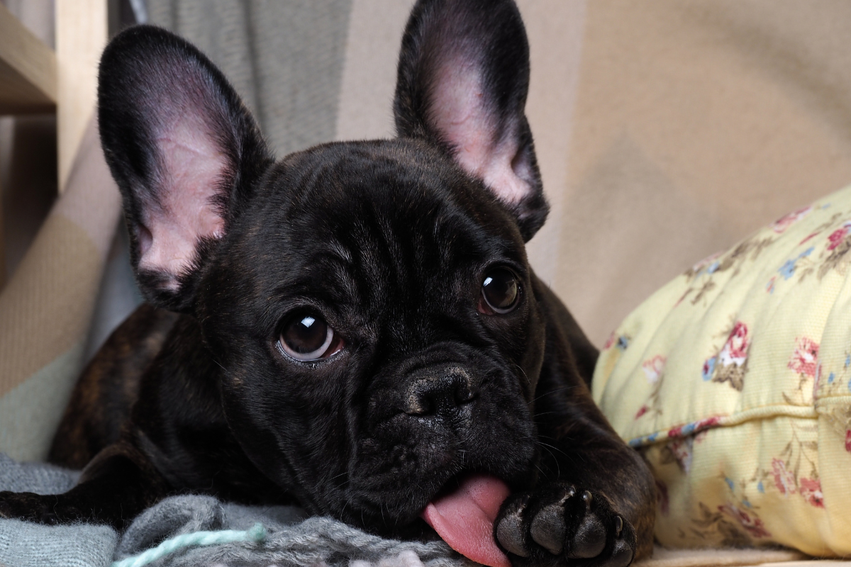 Comportamento compulsivo em cachorros: Por que ele está lambendo o chão?