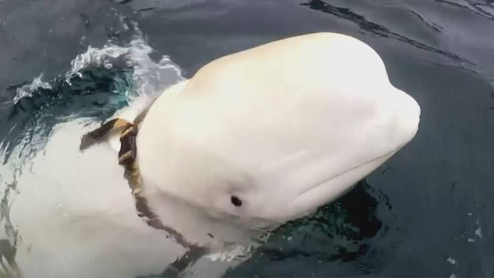 baleia beluga espiã da Rússia