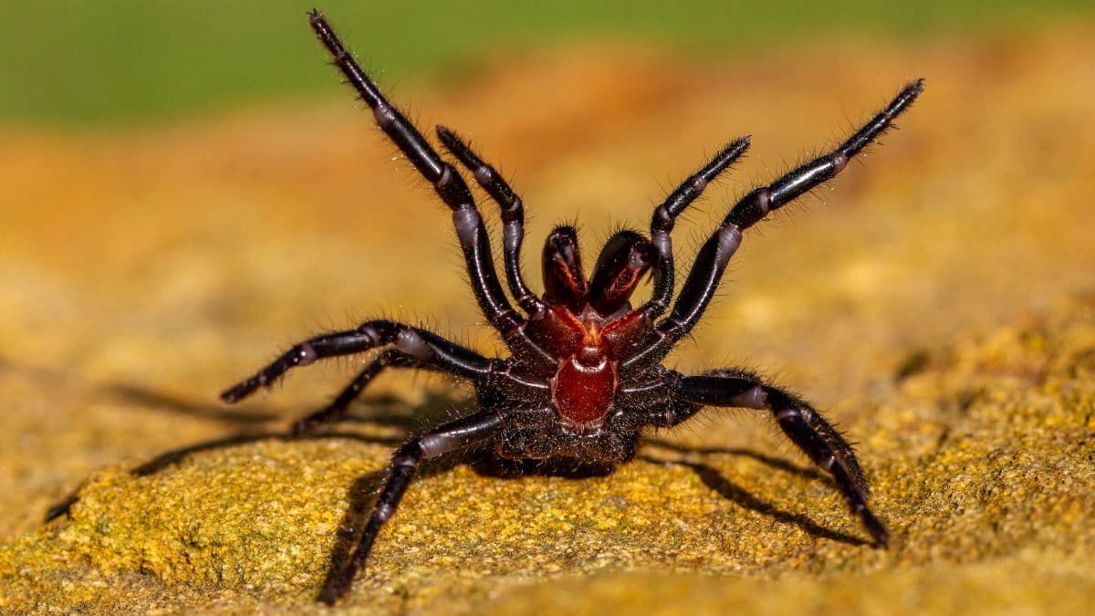 Um grande perigo: essas são as aranhas mais tóxicas, segundo a ciência