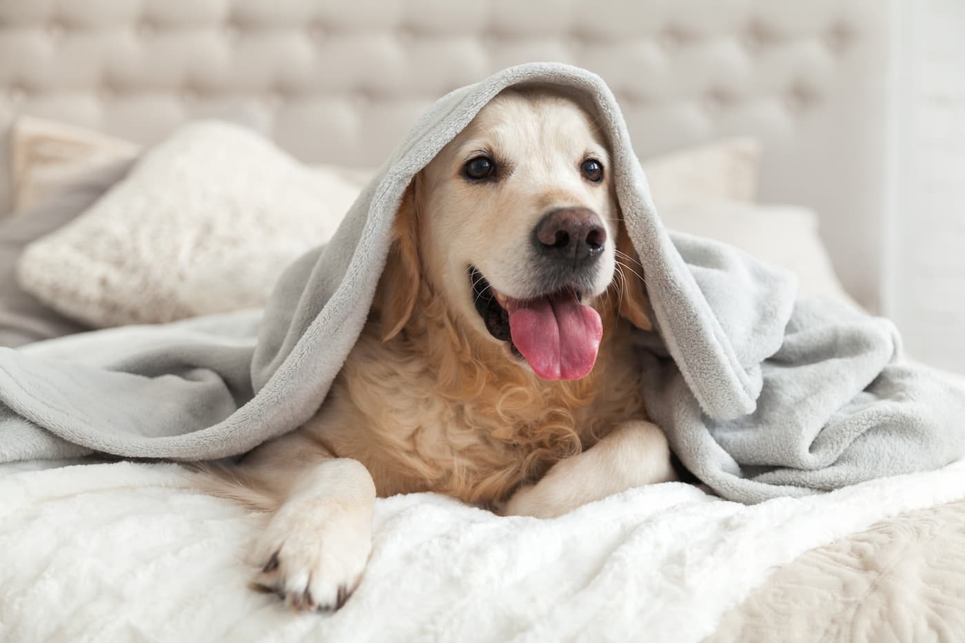 Afinal, por que alguns cães comem reboco de parede? Entenda e resolva o problema