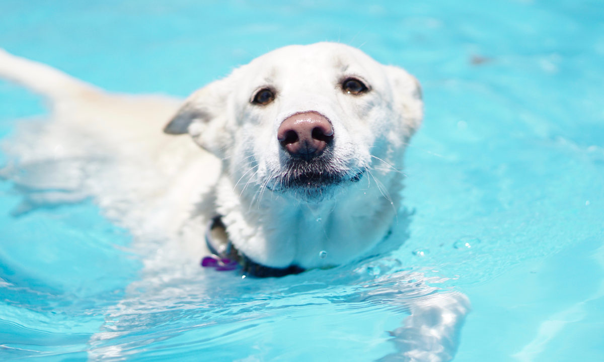 Cachorro sabe nadar