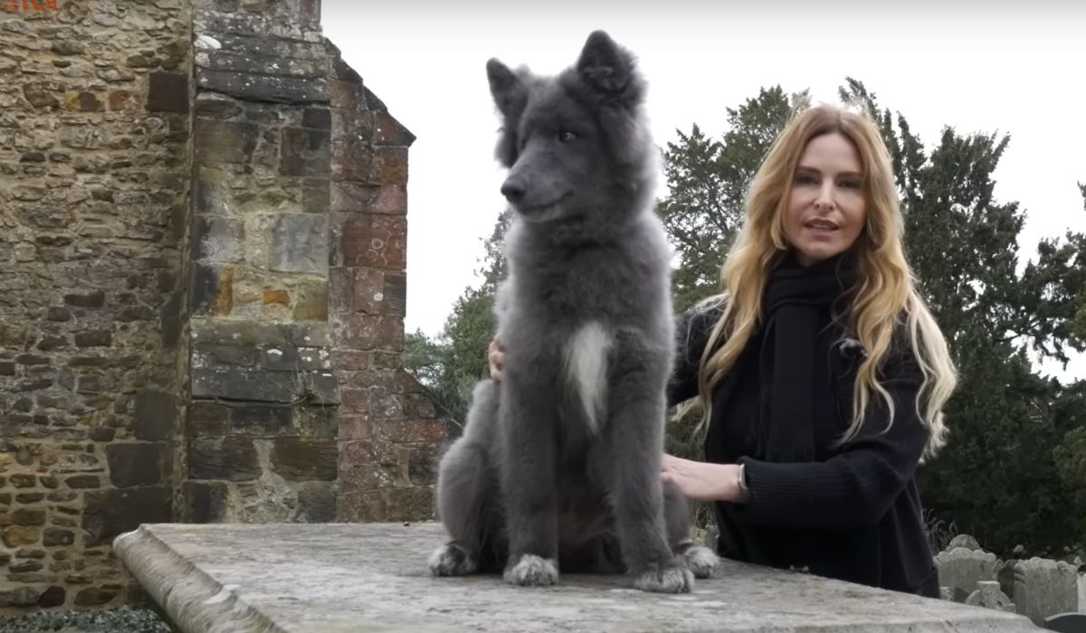 Pastor da baía azul: mulher desenvolve uma nova raça de cães lobos