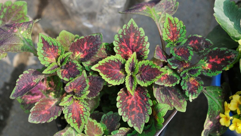 Coleus Burmei