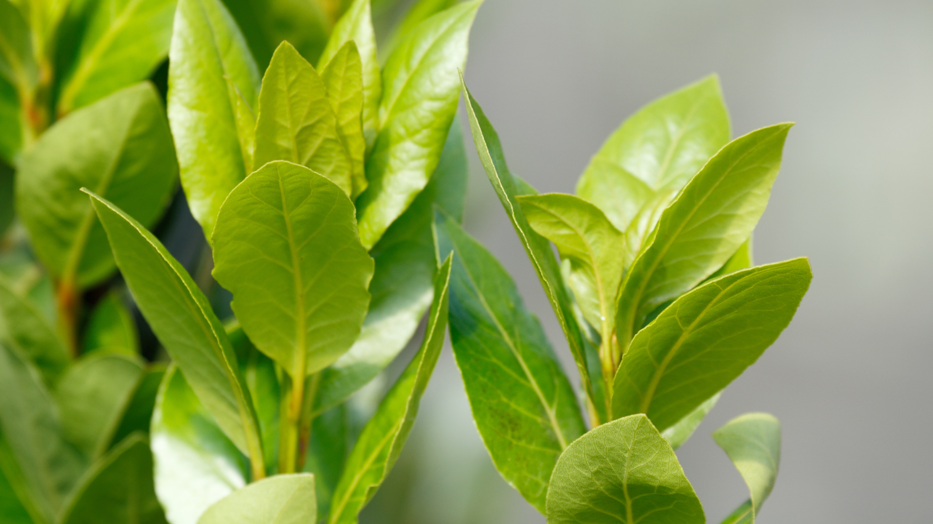 Descubra como cultivar louro em casa: O tempero versátil que vai transformar sua cozinha