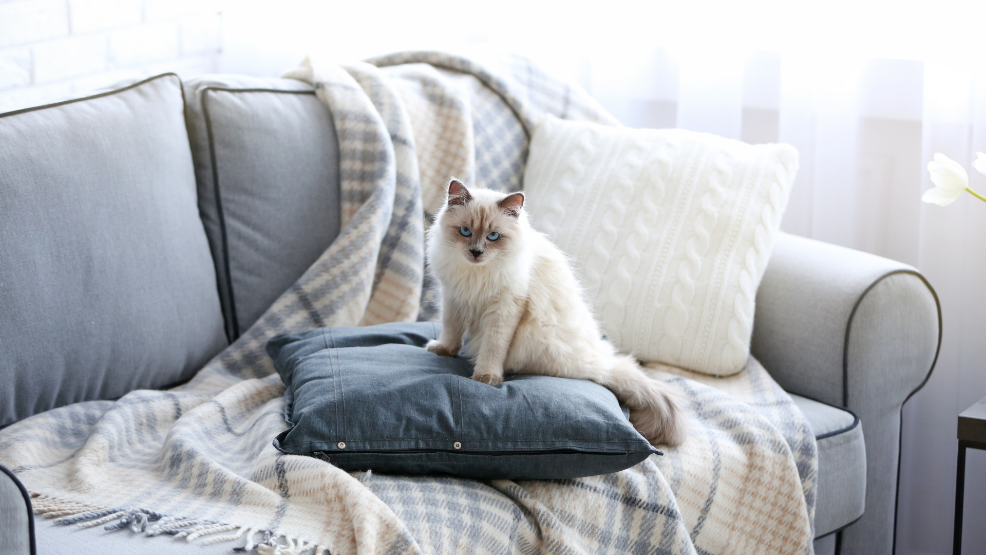 Gato levando coberta ao sofá.