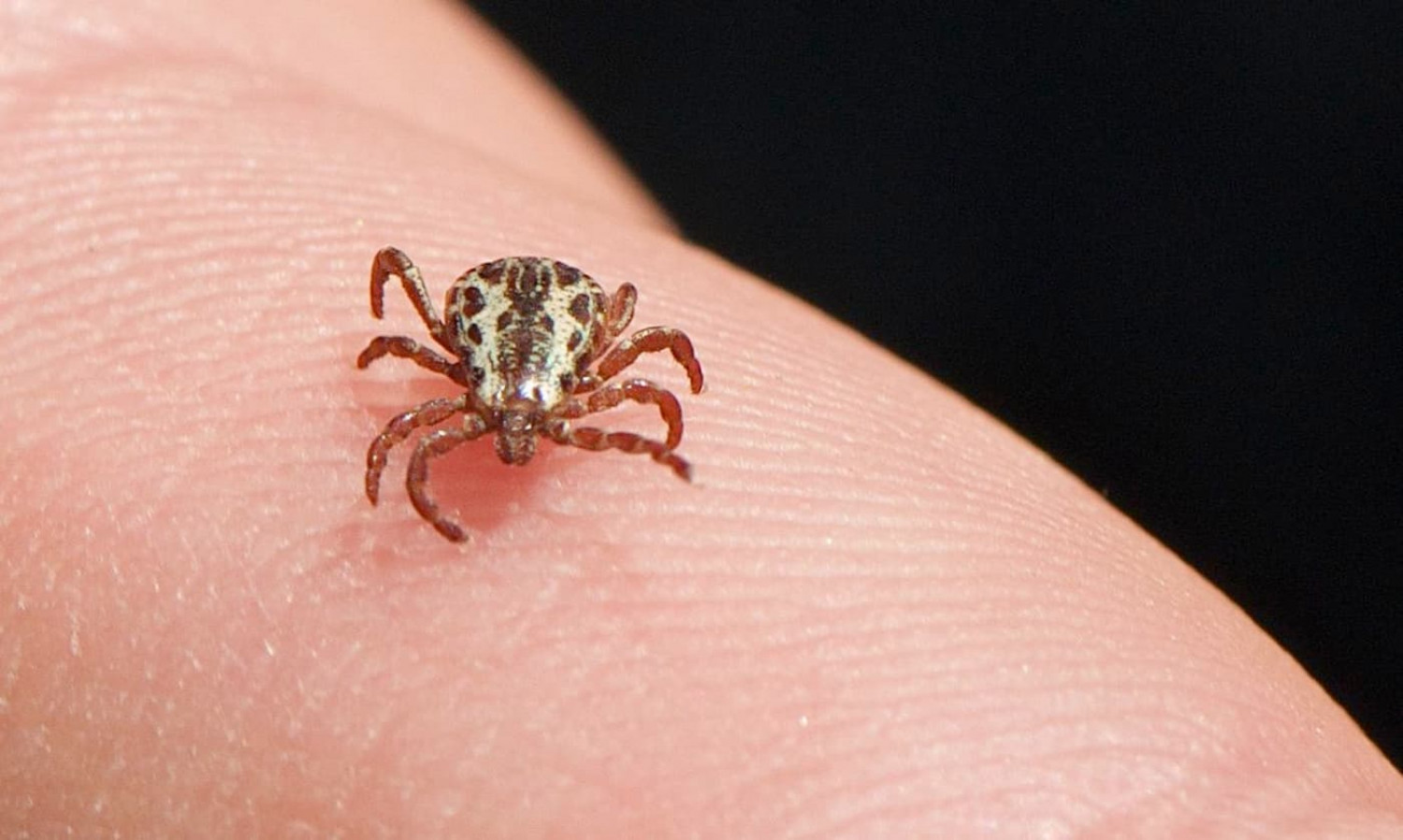 Alerta vermelho! São Paulo lidera com maior quantidade de casos de febre maculosa no Brasil