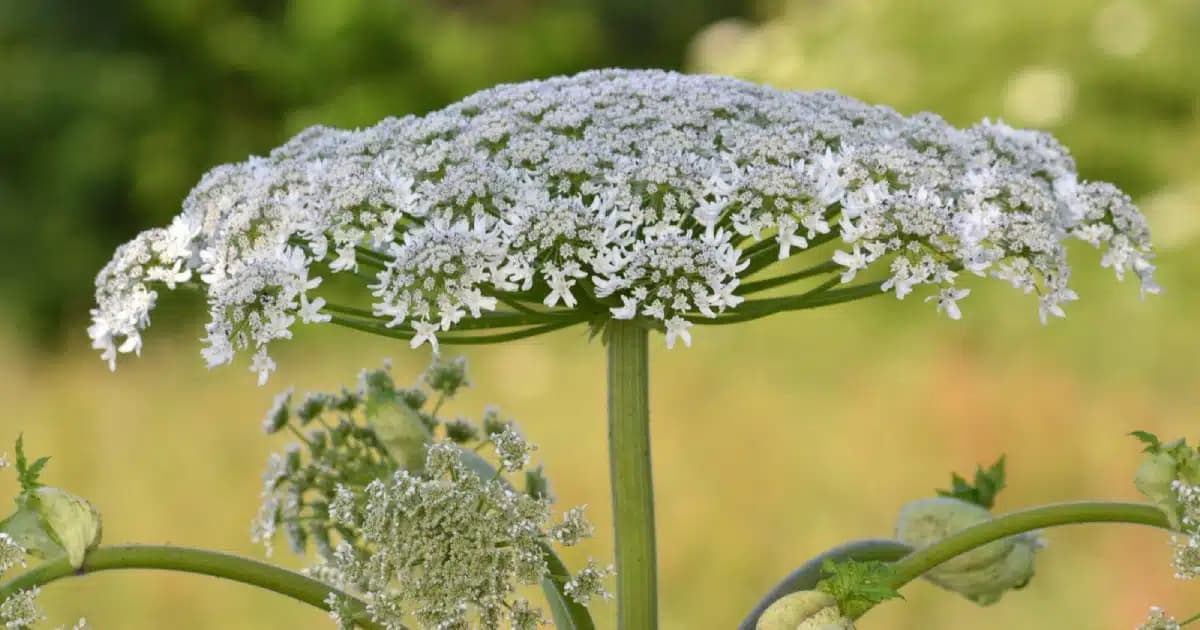 Alerta: ESTA planta venenosa levou um jovem ao hospital