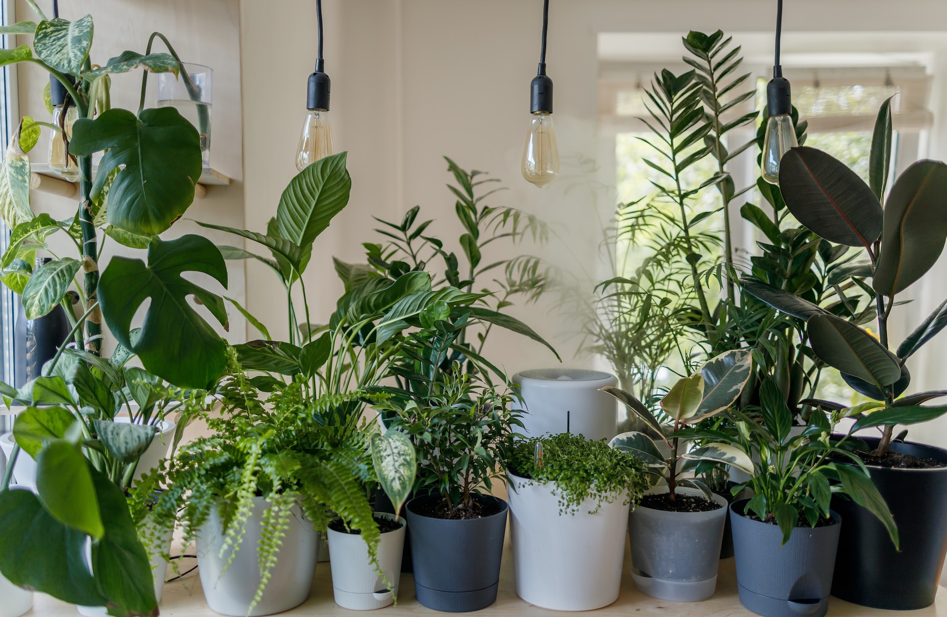 Poderoso adubo com borra de café: A salvação para fortalecer plantas moribundas