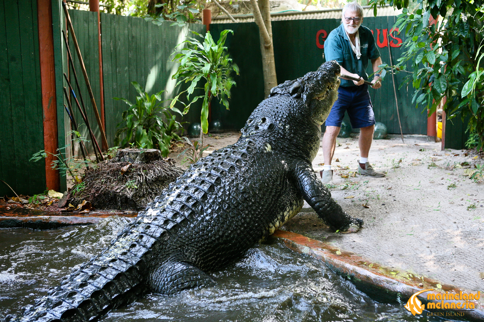 Recorde: Cassius, o maior crocodilo do mundo, completa 120 anos em 2023