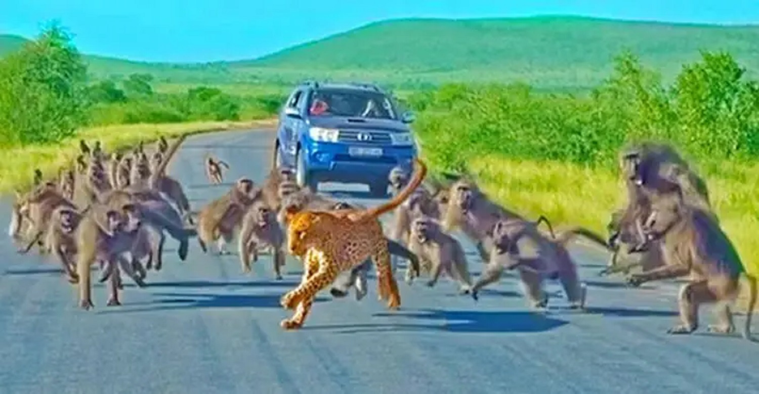 IMPRESSIONANTE: grupo de babuínos se junta para atacar leopardo; assista!