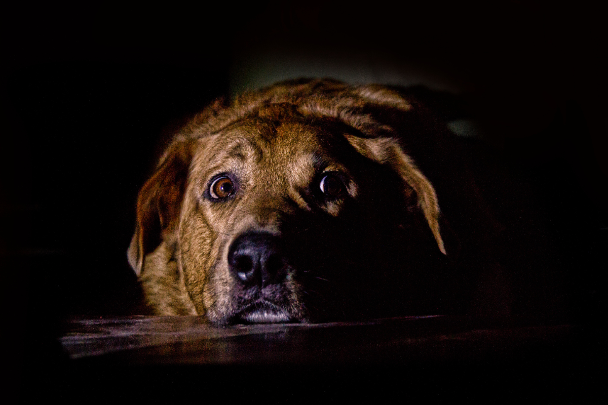 Perguntas sem respostas: os 5 mistérios mais intrigantes do reino animal