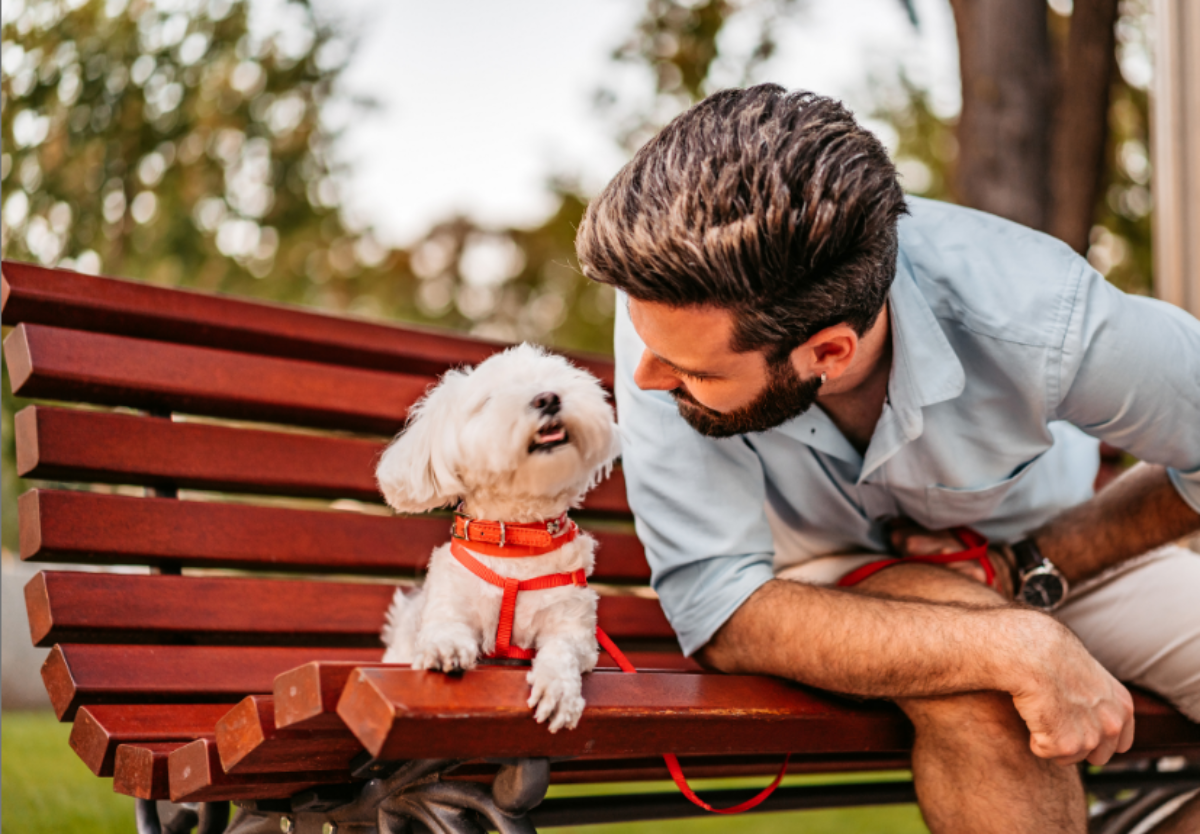 Cientistas estão estudando formas de 'conversar' com os animais usando a IA; entenda