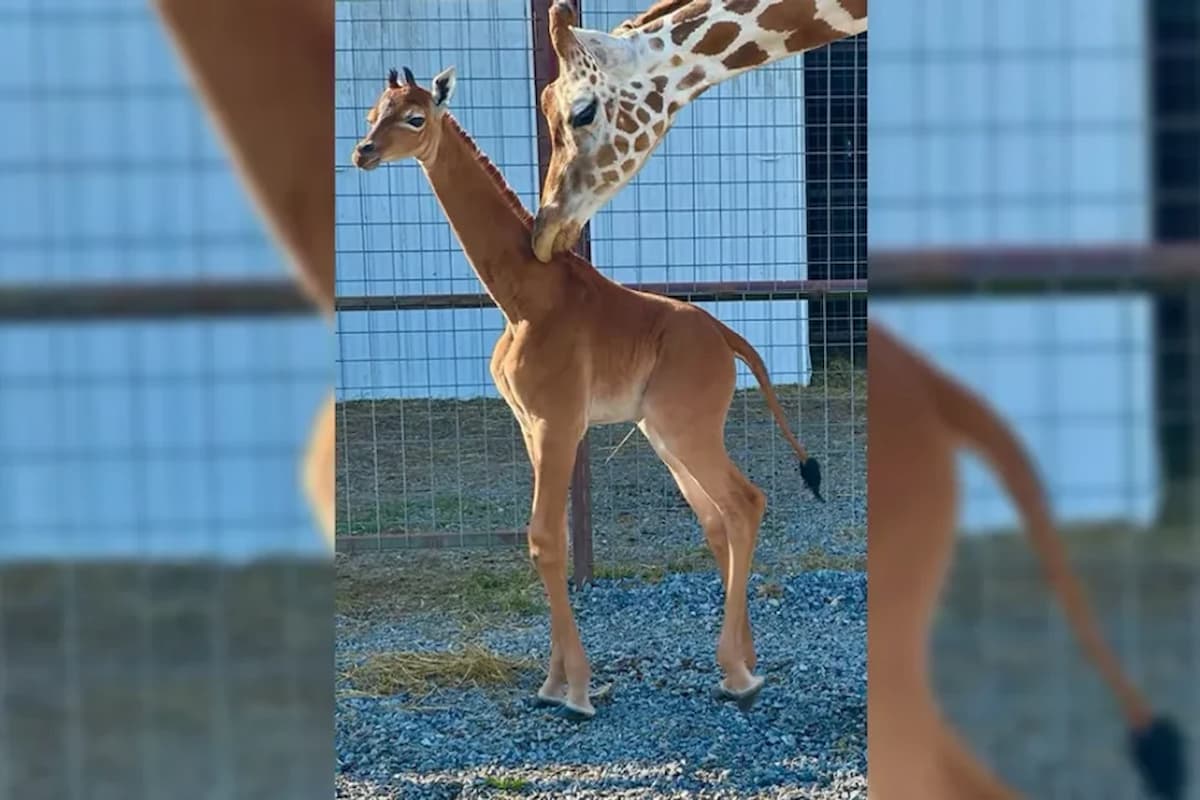 Está confirmado: girafa sem manchas nascida em zoológico é a única no mundo