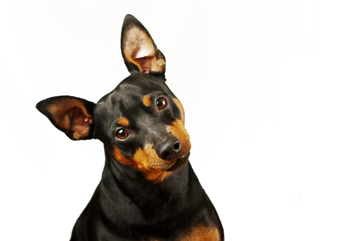 Pinscher: conheça 6 variedades de raça desse cãozinho famoso