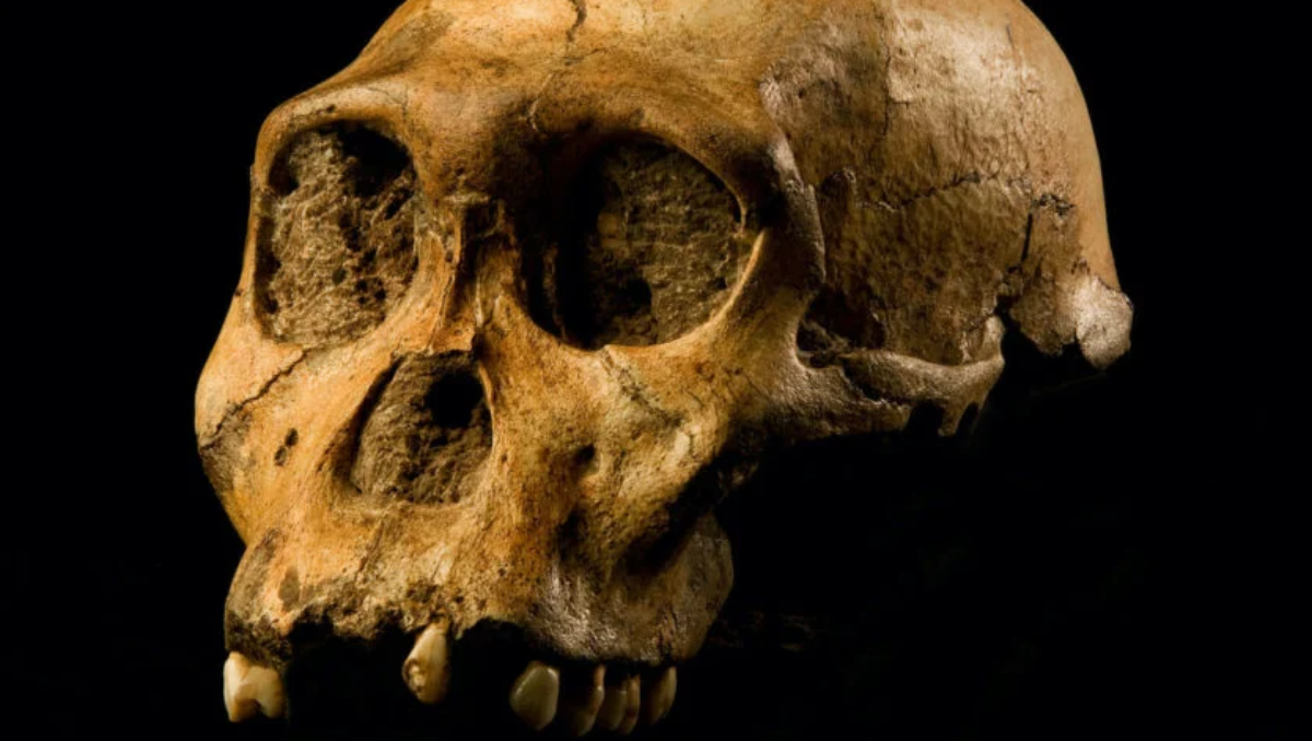 Fóssil de hominídeo descoberto na China está CHOCANDO cientistas; entenda porquê
