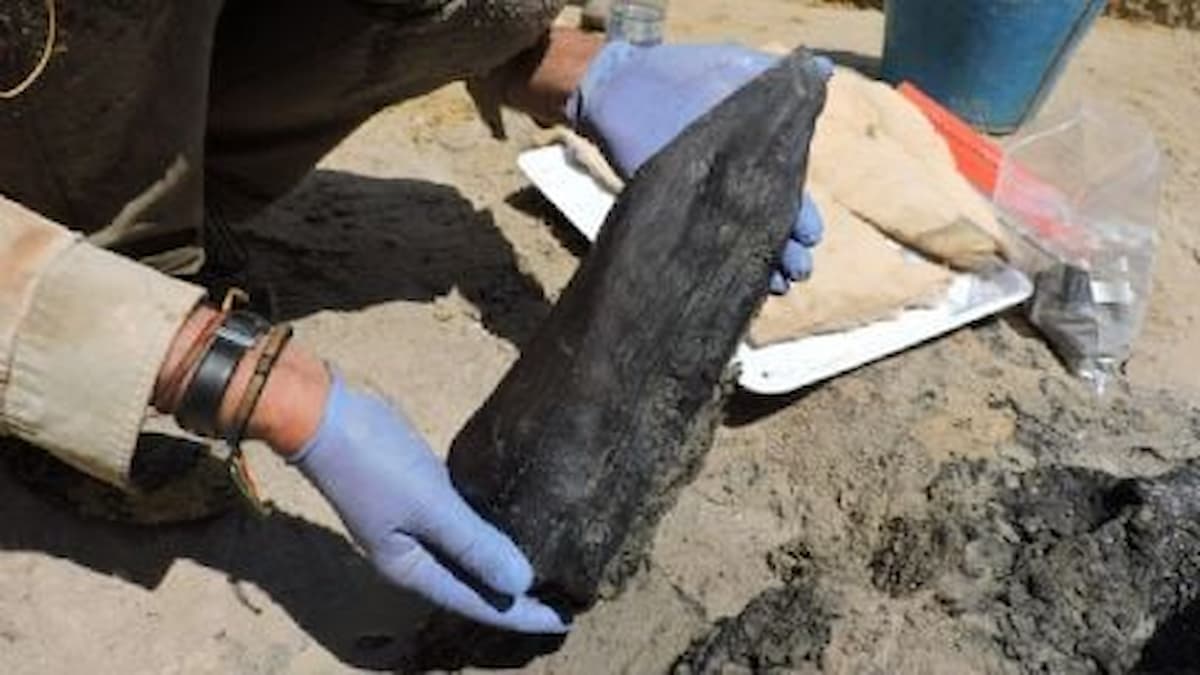 Intrigante: arqueólogos encontram estrutura de madeira feita por hominídeos primitivos; veja
