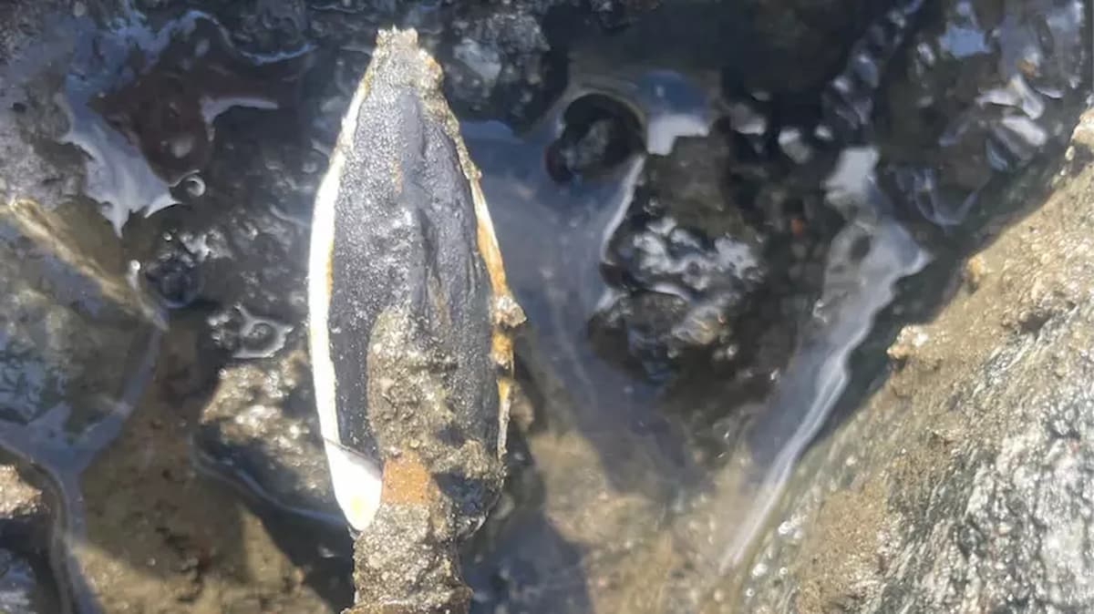 Arqueólogos encontram flecha norueguesa com mais de 3 mil anos em PERFEITO estado