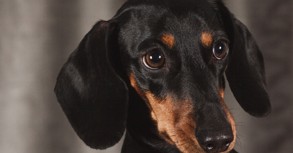 Fofura canina: as 7 raças de cachorro mais fofas do mundo