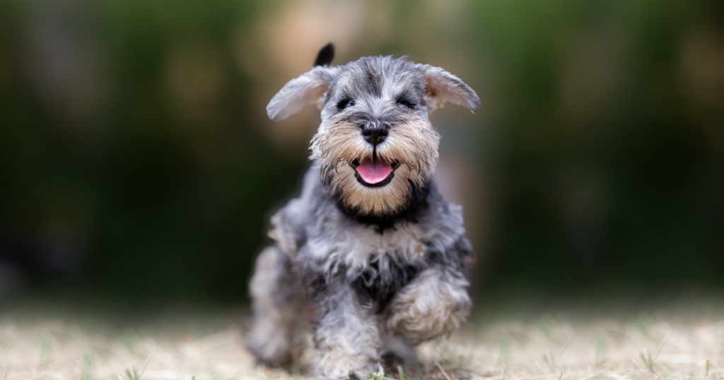 Fofura canina: as 7 raças de cachorro mais fofas do mundo