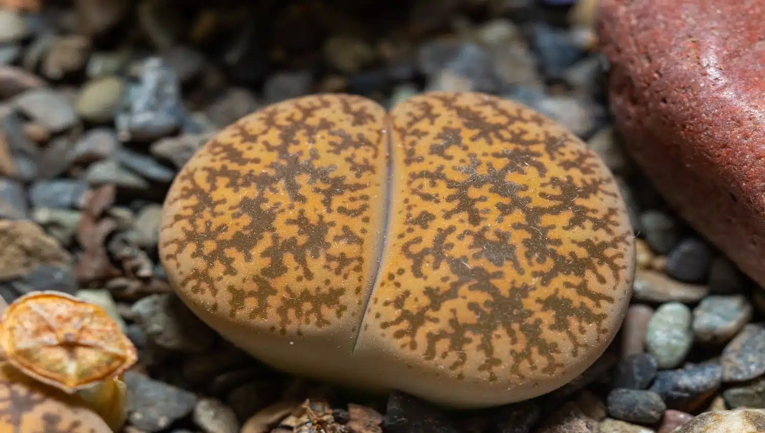 Lithops optica CV rubra