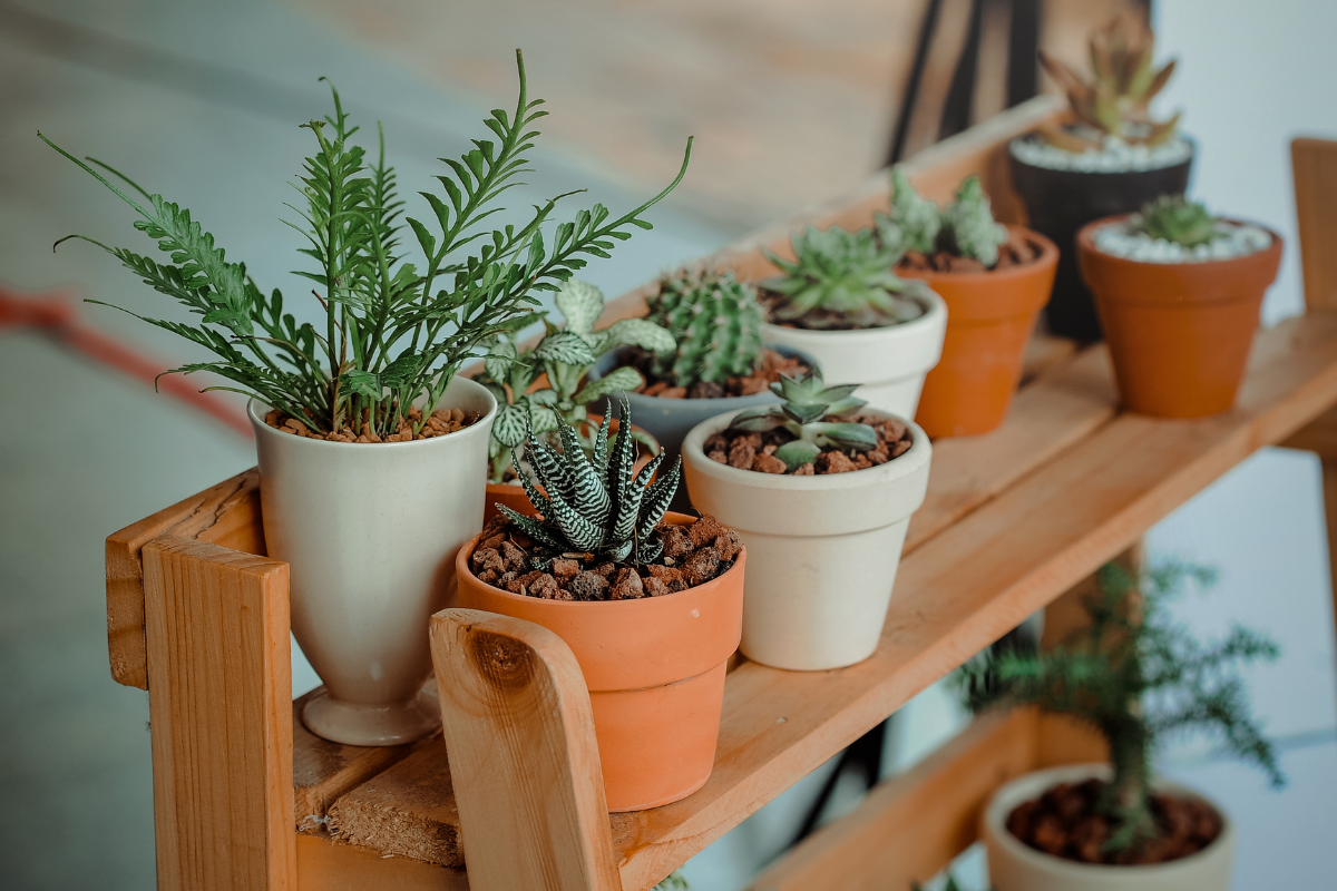 Belas e medicinais: 7 plantas que vão deixar o seu ambiente mais bonito e saudável