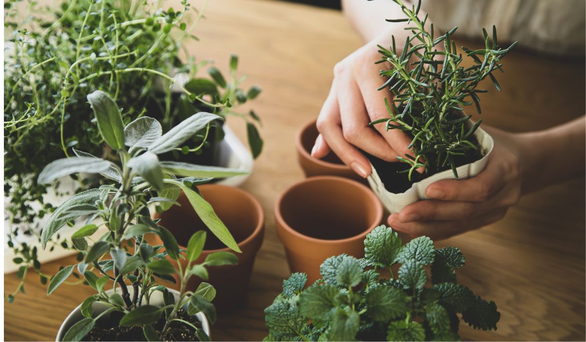 Cultivo saudável: 6 plantas medicinais para ter em sua casa