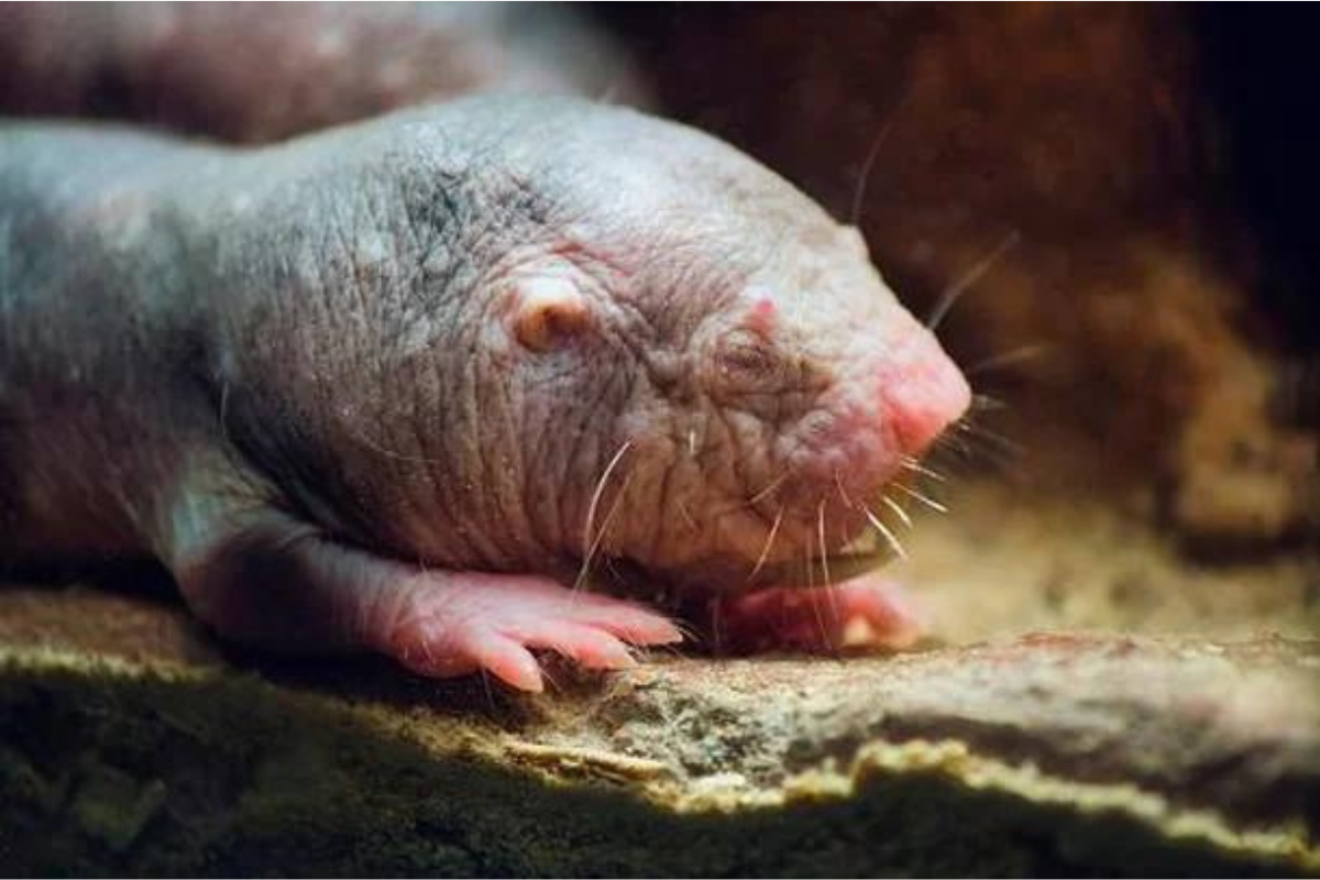 Incríveis superpoderes da natureza: descubra 4 animais com habilidades fantásticas