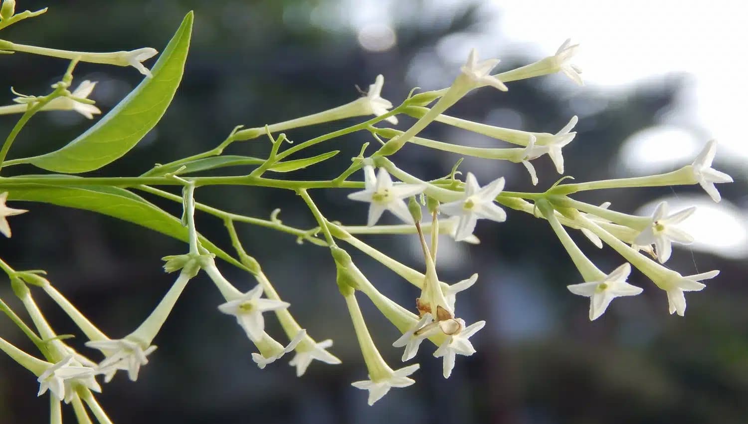 Guia completo para cultivar dama-da-noite e perfumar seu jardim