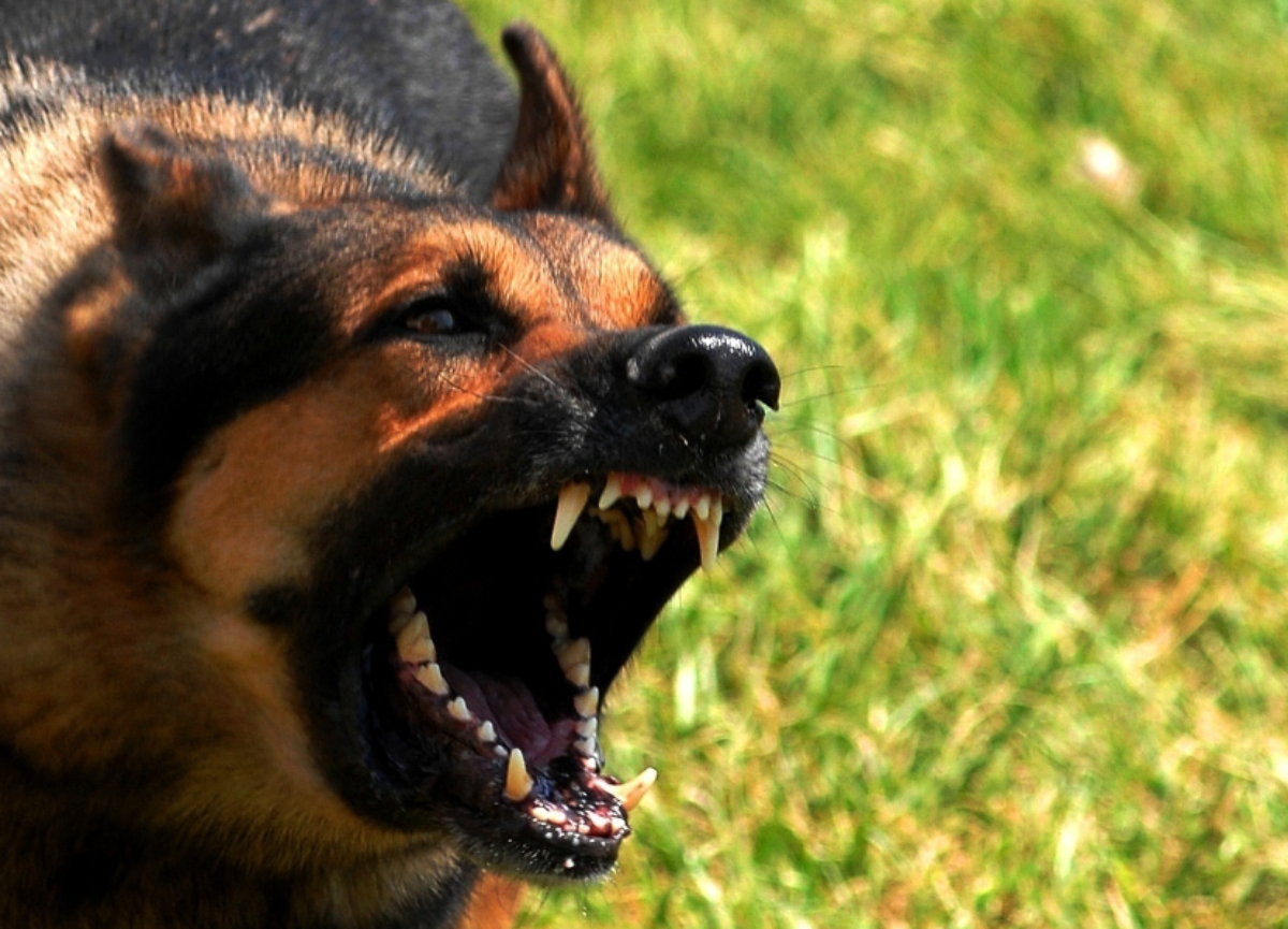 Estas 10 raças de cachorro são as mais propensas a agressividade