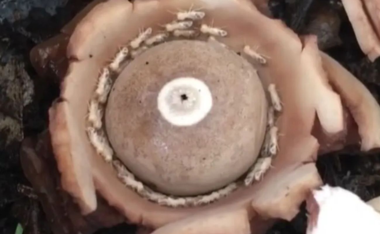 Assista ao vídeo misterioso de cupins em uma 'espiral da morte'