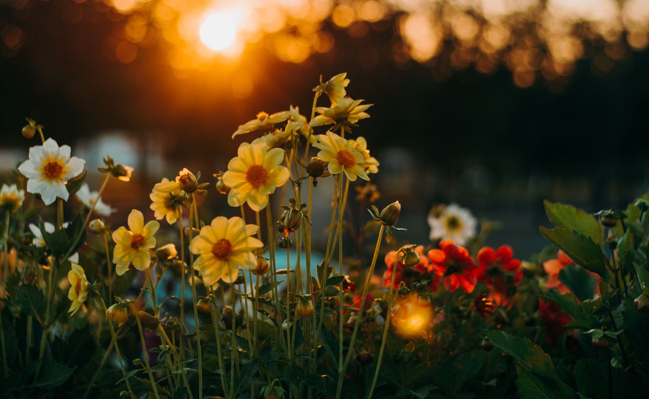 Qual é a flor do mês do seu aniversário? Veja o significado que ela carrega para sua vida