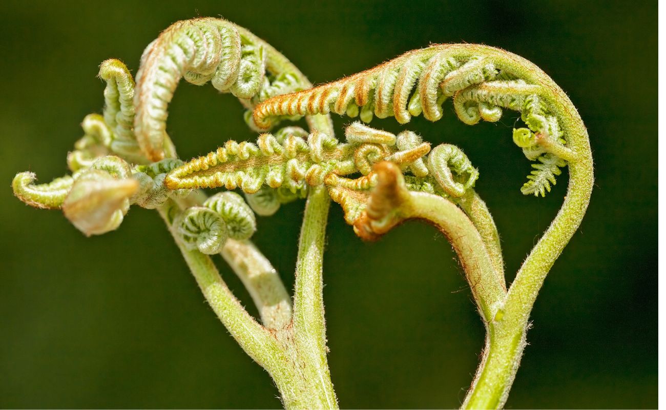 As plantas da Dinamarca estão se comportando de forma estranha