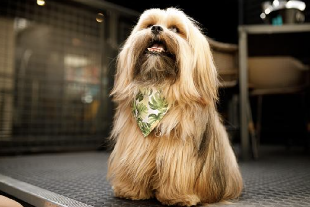 Lhasa apso (Fonte: Getty Images)