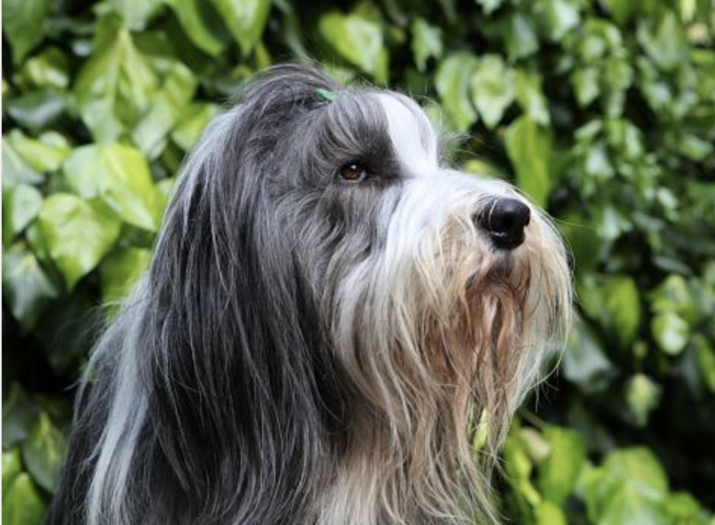 Bearded Collie (Imagem: Getty Images)