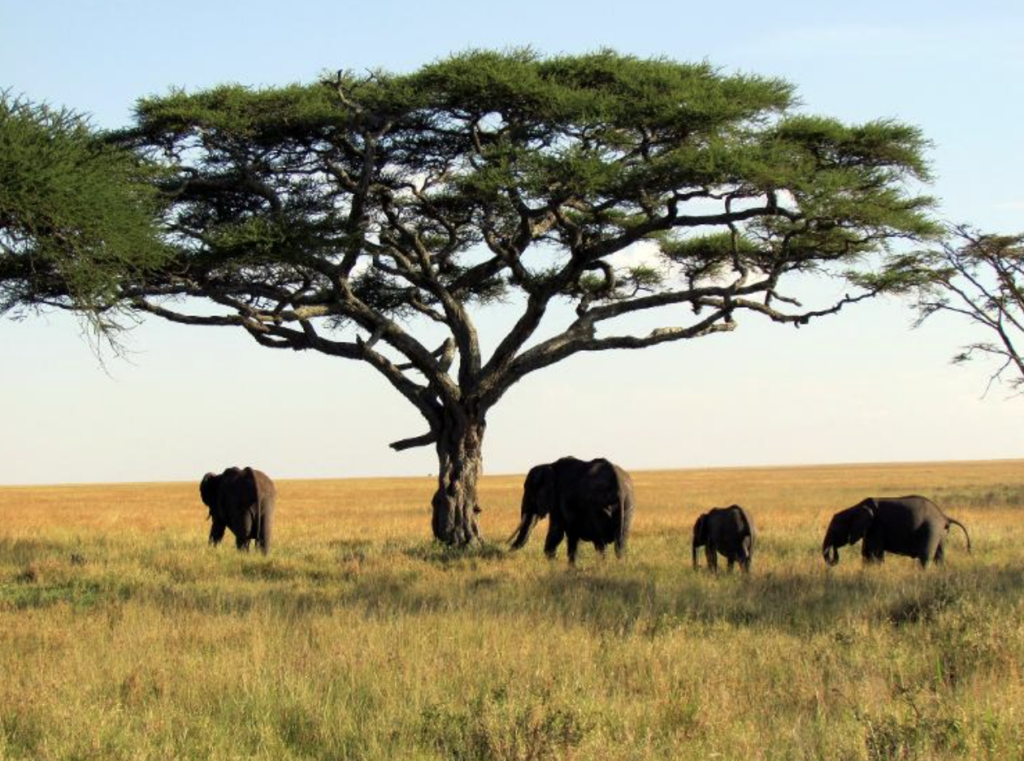  Parque Nacional de Serengeti, na Tanzânia Imagem: Reprodução/ David Berkowitz/ Flickr