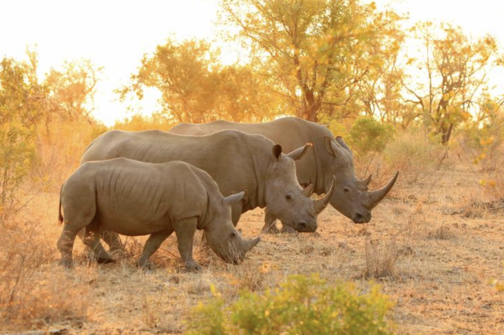 Parque Nacional Kruger, na África do Sul (Imagem: jacobeukman/Getty Images/iStockphoto)