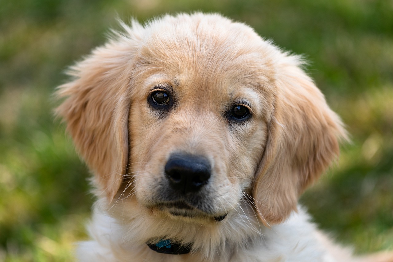 5 raças de cachorros dóceis para se ter em casa