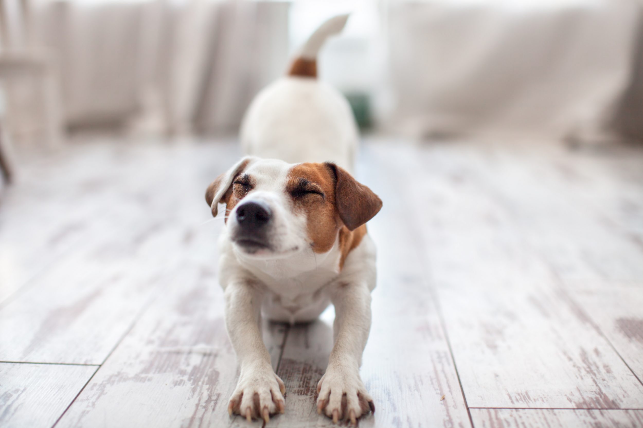 Amor canino: 7 formas pelas quais cães demonstram afeto