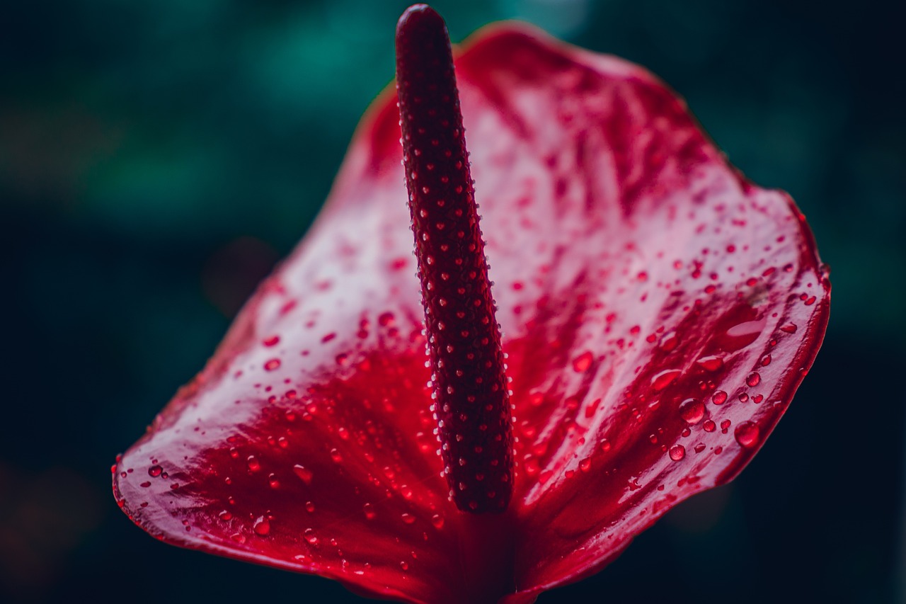 5 plantas que levam boas energias para o seu lar; confira