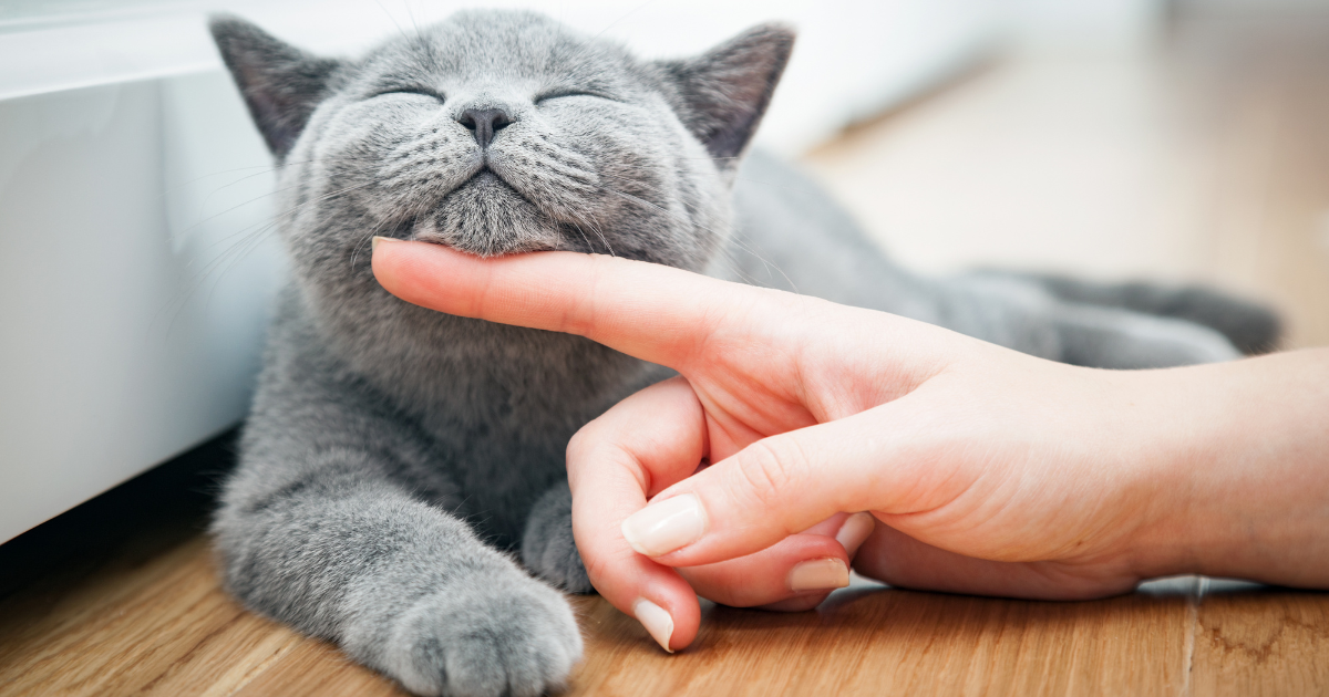 É verdade que gatos não pegam carrapatos?