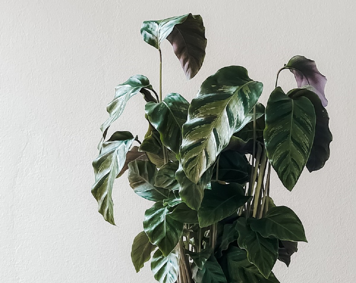 Neo PX: tudo o que precisa saber sobre a planta que purifica o ar
