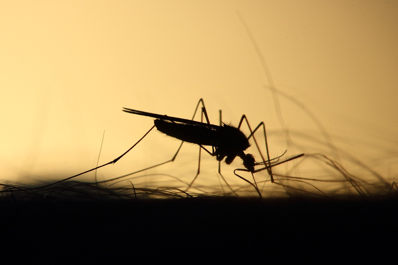 Se não quiser sofrer com picadas de mosquitos, veja dicas que vão ajudar