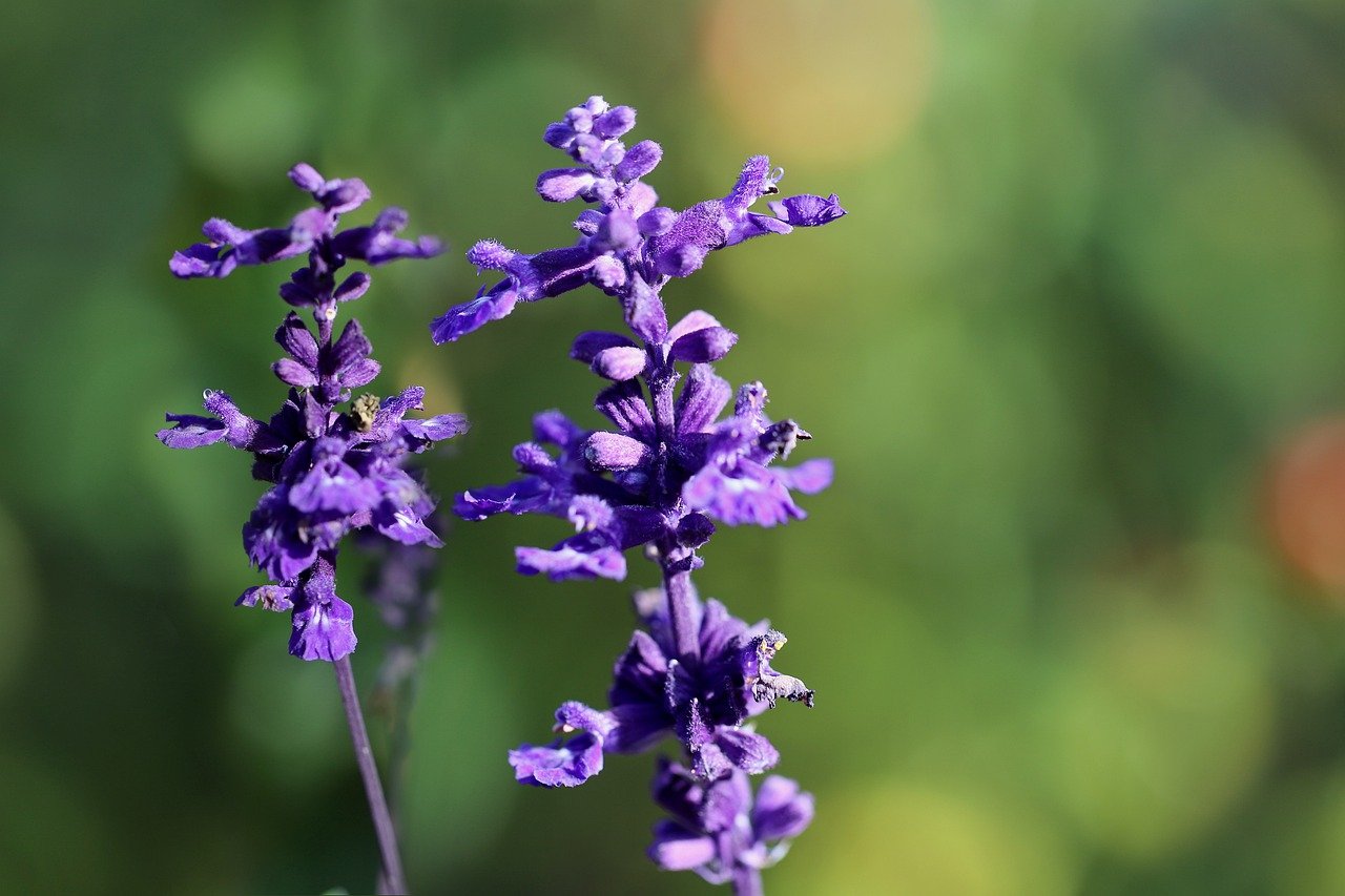 5 plantas que espantam de vez o mosquito da dengue
