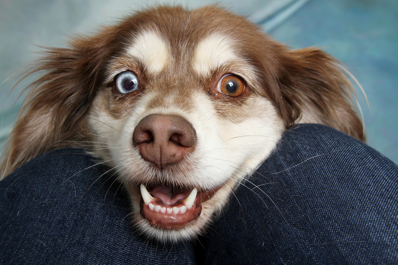 40 ideias de nomes para cachorros: só os melhores!