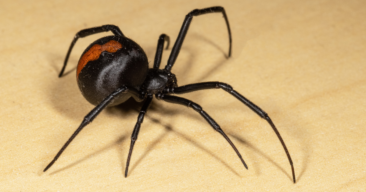 Especialista ensina como identificar picada de aranha venenosa