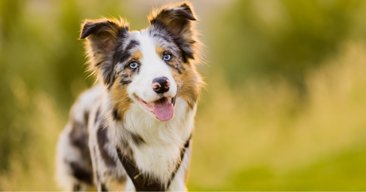 7 animais superinteligentes – um deles você jamais vai adivinhar qual é