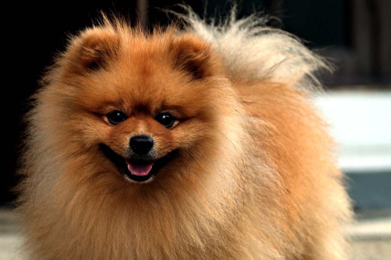 5 raças de cachorro mais caras que surpreendem pelo valor