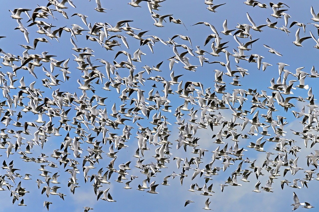 Descubra onde pássaros descansam quando atravessam o mar
