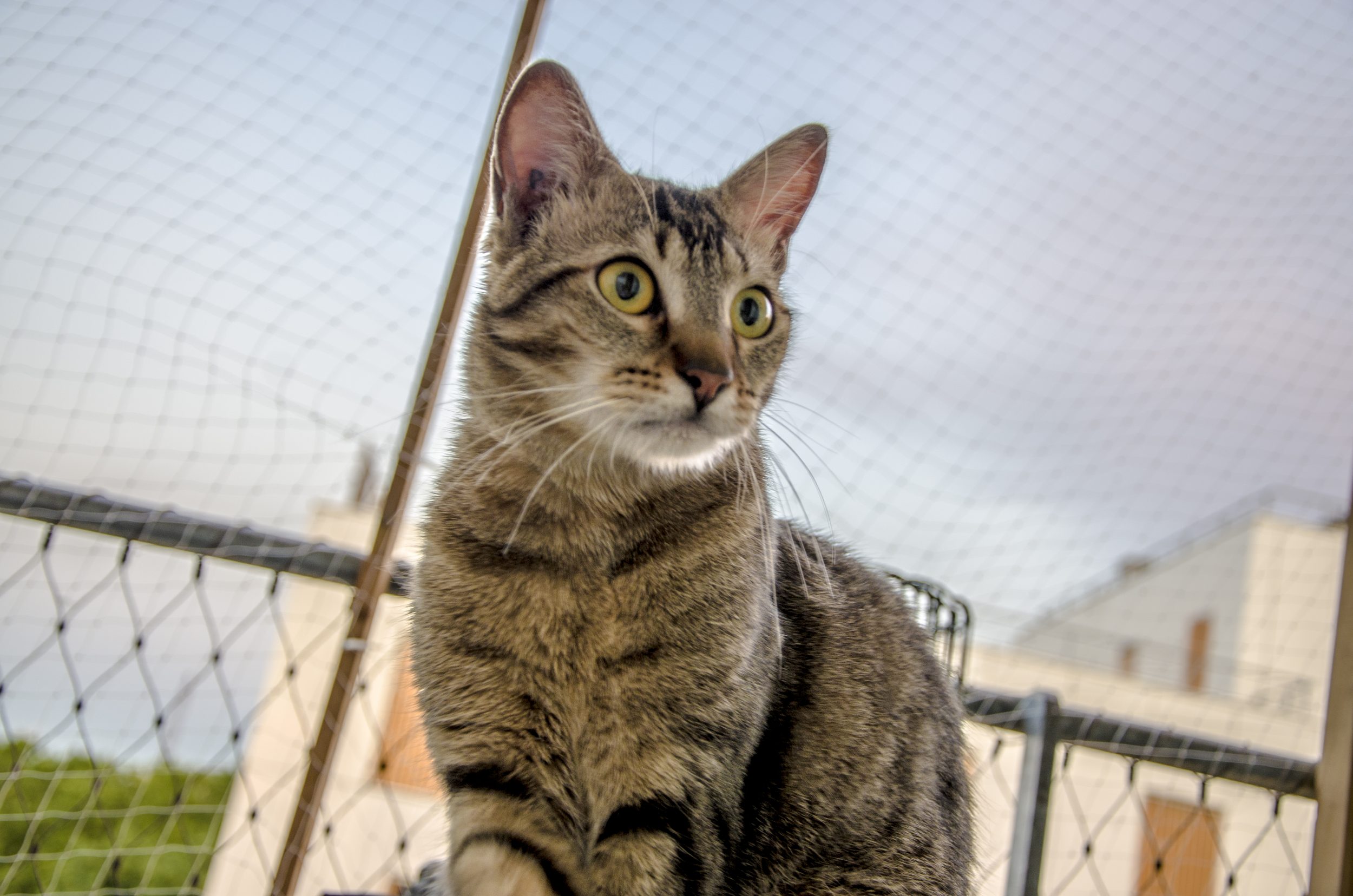8 raças de gatos que muita gente nem sabe que existem