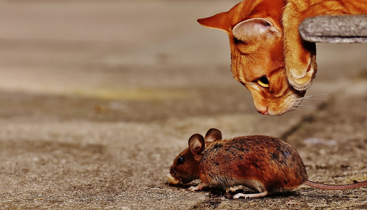 Gatos realmente são bons caçadores de ratos? Resposta vai te surpreender